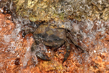 Mountain crabs are found in mountain docks and beach forests on the islands of the south, found in Phuket, Krabi, Thailand.