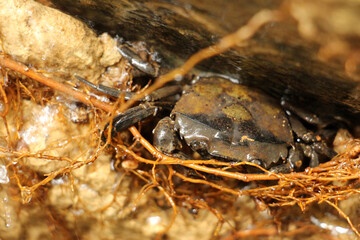 Mountain crabs are found in mountain docks and beach forests on the islands of the south, found in Phuket, Krabi, Thailand.