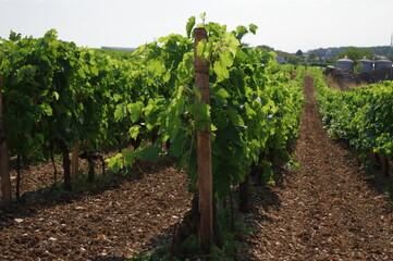 Pied de vigne