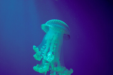 A jellyfish swimming under the sea.
