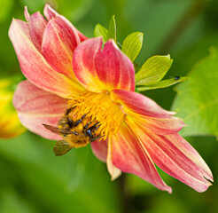 Obraz na płótnie Canvas Close up Macro of Bumble Bee Pollinating British Wildflowers