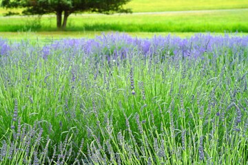 Obraz premium A field of fragrant lavender flowers at a lavender farm in New Jersey, United States