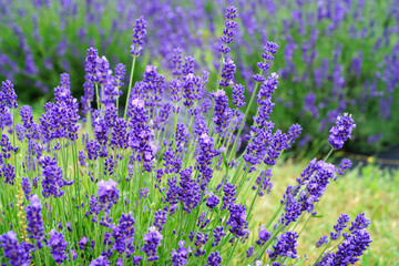 A field of fragrant lavender flowers at a lavender farm in New Jersey, United States