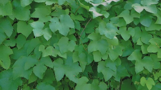 Green wall of hops in the wind with copy space, motion texture background with green foliage of plants growing for brewing a beer. Nature Seamless Full HD loop footage of eco farm.