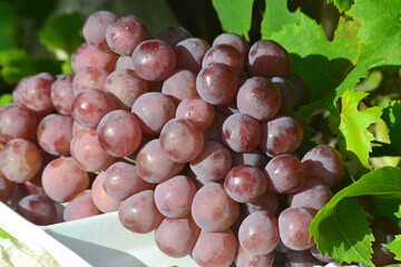 red grapes on vine