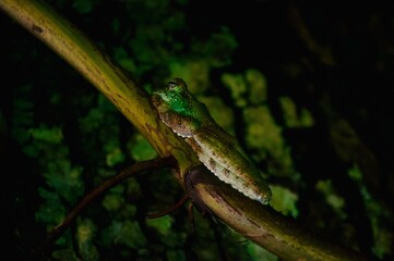 lizard on the tree