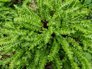 Asplenium scolopendrium, known as hart's-tongue or hart's -tongue fern (syn. Phyllitis scolopendrium) is a fern in the genus Asplenium. © guentermanaus