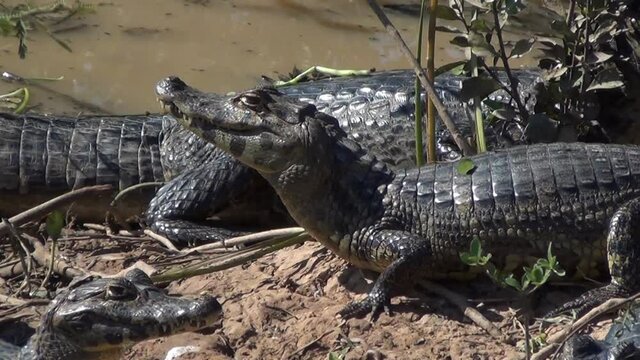 A group of Caiman in Pantanal, Brazil. The broad-snouted caiman (Caiman latirostris)
