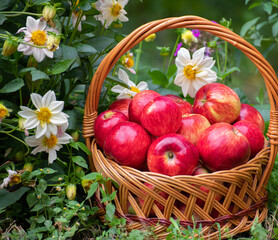 Basket with apples onions stands in the grass