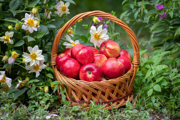 Basket with apples onions stands in the grass