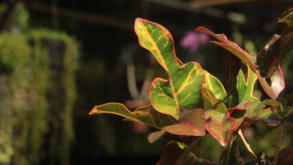 pretty garden plant with beautiful color