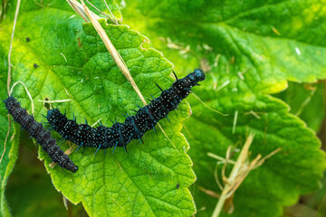 Peacock Butterfly Black and white spikey Caterpillars close up