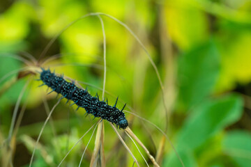 Peacock Butterfly Black and white spikey Caterpillars close up
