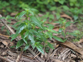 King of bitters scientific name Andrographis paniculata Burm, Wall. Ex Nees, Fah Talai jhon, Thai herbs relieve sore throat, leaves vegetable nature protect coronavirus, covid-19