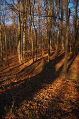 Autumn Forrest. Peacful place with trees and sunlight. Autumn forest nature. Colorful forest with sun rays through branches of trees. Scenery of fall nature with sunlight.	
