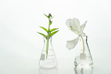 white and purple wild flower with green leave in science glass flask on in cosmetic laboratory white background.