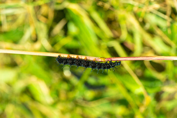 Peacock Butterfly Black and white spikey Caterpillars close up