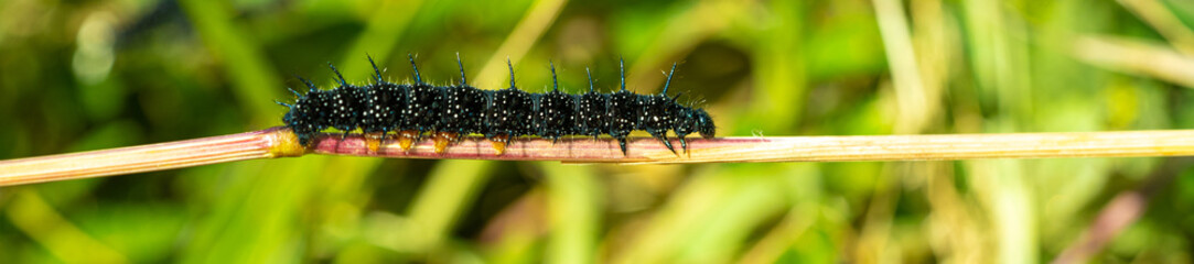 Peacock Butterfly Black and white spikey Caterpillars close up