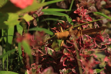 pretty insect picture on beautiful plant