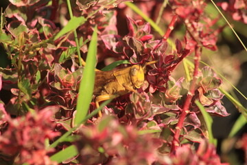 pretty insect picture on beautiful plant