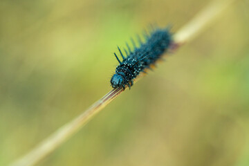 Peacock Butterfly Black and white spikey Caterpillars close up