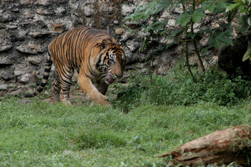 Sumatran tiger in the zoo
