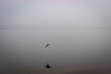 A Gull In Flight Over Water, Its Image Is Reflected In Water. In The Background, The Lake Is Covered With A Mystical Fog.