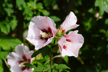 Obraz premium Flowers of rose mallow (Hibiscus syriacus), mallow family (Malvaceae). Summer in a Dutch garden. August. 