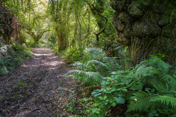 Dirt and stone path between ancient trees