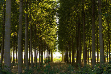 Fototapeta na wymiar Beautiful green forest at sunset with trees doing tunnel effect.