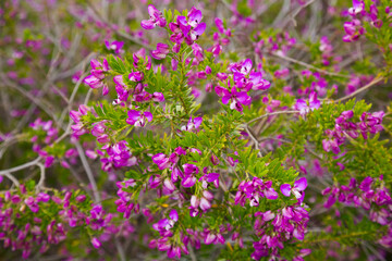Obraz premium close up of multitude pink flowers polygala myrtifolia outdoors