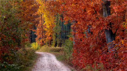 Droga w jesiennym lesie © KrzysztofAleksander