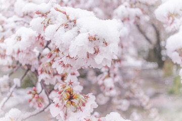 雪桜_S202011