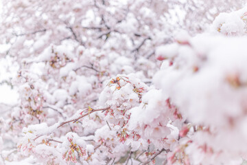 雪桜_S202010