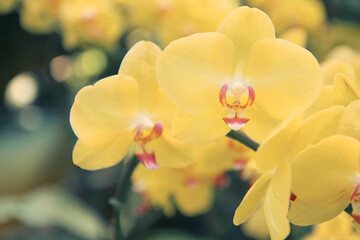 Closer to the beautiful yellow orchids blooming in the garden.