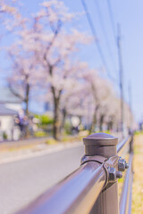 桜とガードレール_S202001