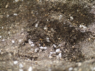 Close up of soil for tree planting