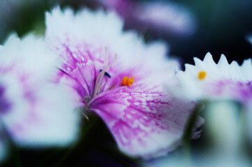 Background of flowering dianthus, pink, purple, red, bright beautiful