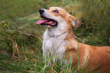 reddish-white welsh corgi stands in the green grass and looks up. The dog stuck out its tongue