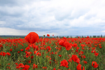 Beautiful red poppy flowers growing in field