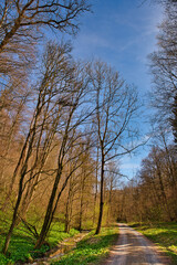 Waldweg im Frühling blauer HImmel