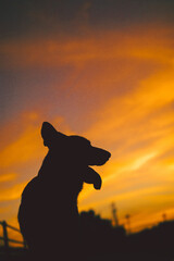 a german shepherd silhouette. the german there are mountains in the background and the color of the sky is very beautiful. the landscape is beautiful and fine. the dog has pricked ears