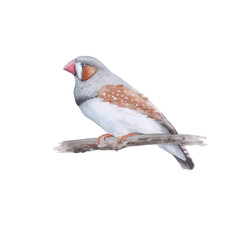 Australian bird. Isolated on a white background.