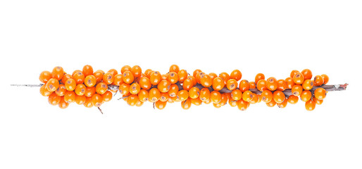 Sea buckthorn. Branch with berries isolated on a white background, top view.