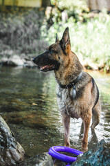 a german shepherd dog playing in the river in japan. the gsd is enjoying playing fetch in the water and dog is shaking water off. the dog looks excited. swimming is great summer activity for activedog