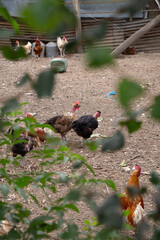 poules