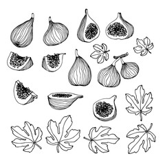 set of black ink sketches of fruits figs with leaves, for decoration, ornament, icons, logo, vector illustration with contour lines isolated on a white background in a hand drawn & doodle style