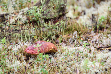Edible boletus with red hat and thick leg collected by mushroom picker on white moss in pine forest.