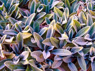 Lamb's Ears, Turkish lamb's ear, Stachys byzantine (Stachys Lamiaceae).
