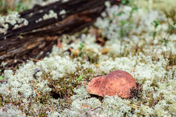 Edible boletus with red hat and thick leg collected by mushroom picker on white moss in pine forest.